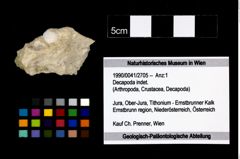 Foto (Objekt + Etikett) von Decapoda indet.  (NHMW-GEO-1990-0041-2705)